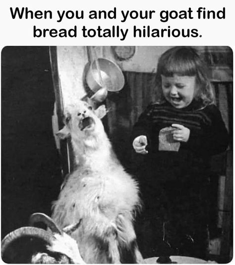 🐐🤣🍞 #latenight #thoughts #latenightthoughts 🐐🤣🍞 Welcome to #GGBMT 🎨 groovygraphicsbymt.com 🎨 #humor #motivation #music #musiclovers Witch Humor, Creepy Old Photos, Weird Vintage, A Goat, Funny Animal Memes, Laughing So Hard, Makes Me Laugh, Too Funny, Animal Memes