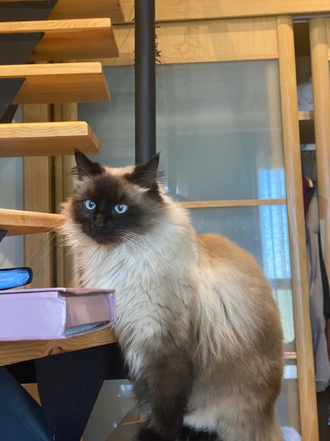 Siamese Cats Long Haired, Long Haired Siamese Cats, Long Hair Siamese Cat, Siamese Long Hair, Simease Cats, Wholesome Couple, Mikey Williams, Seal Point Siamese, Balinese Cat