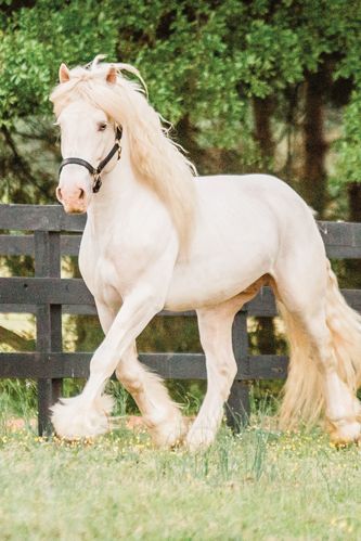 This horse breed was Made in America. The only draft horse breed developed in the United States, the American Cream Draft is a much younger breed than its European draft horse cousins. While the Clydesdale, Percheron, Belgian and other European draft breeds were established several centuries ago, the American Cream Draft got its start in the early 1900s. Learn more about its history in this article by Audrey Pavia. #horses #horsebreed #americancreamdraft #drafthorse #draftbreed #madeinamerica American Belgian Draft, American Belgian Horse, American Cream Draft, Perchons Horse, American Cream Draft Horse, Common Horse Breeds, Cremello Horse, Cream Horse, Draft Horse Breeds