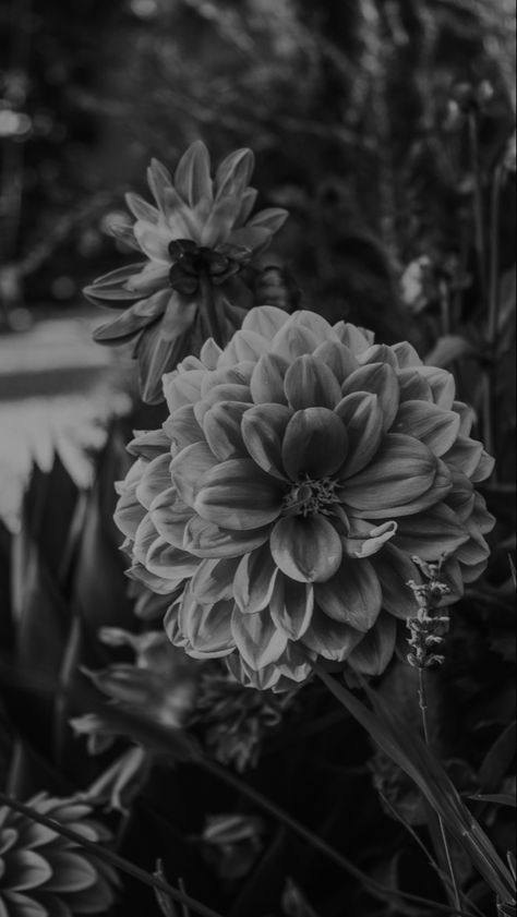 Dahlia Iphone Wallpaper, Dahlia Aesthetic Dark, Dahlia Aesthetic, Black Dahlia Aesthetic, Black Dahlia Wallpaper, Dahlia Wallpaper, Dahlia Flower Black, Black And White Dahlia, Black Dahlia Flower Wallpaper