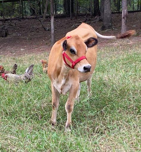 Miniature Jersey Cow, Mini Jersey Cow, Miniature Cattle, Goat Herding, Homestead Ideas, Jersey Cow, Dairy Cattle, Farms Living, Fun To Be One