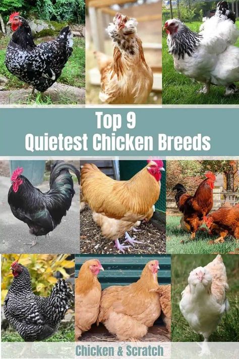 Show Chickens Breeds, Fancy Chickens Breeds, Show Chicken Pens, Pretty Chicken Breeds, Chicken Showmanship, Poultry Showmanship, Big Chicken Breeds, Friendly Chicken Breeds, Chicken Showing