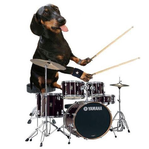 "Jammin" Funny Dog Images, Funny Clip, Playing Drums, Doxie Dogs, How To Play Drums, Silly Dogs, Cat Icon, Dachshund Puppies, Dachshund Love