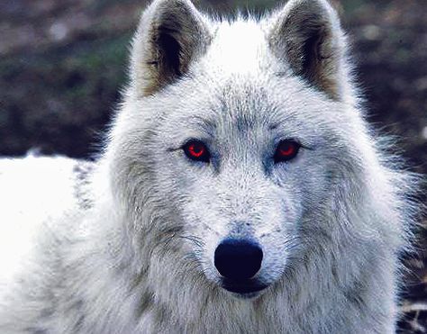 Ghost from the Game of Thrones Game Of Thrones Ghost, Game Of Thrones Wolves, Game Of Thrones Tattoo, Game Of Thrones Facts, Game Of Thrones 3, Ghost Games, Got Game Of Thrones, A Dance With Dragons, King In The North