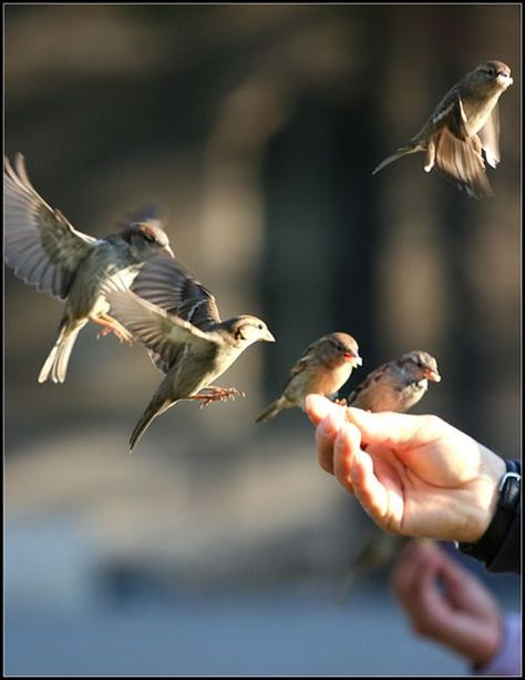 Feeding Birds, Bird Watcher, Arte Animal, Simple Pleasures, Bird Watching, Birdy, Beautiful Photography, Beautiful Birds, Pet Birds