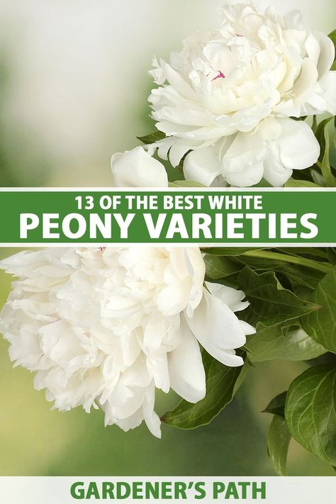 White peonies are some of the most beautiful flowers you can grow, whether for perfect white buds in a wedding bouquet or a blooming display in a vase. From ruffled doubles to delicate singles, learn about 13 of the best white peony cultivars to grow in your garden now on Gardener's Path. #peony #gardening #gardenerspath Types Of Peony Flowers, Peony Landscaping, Peonies Along Fence, Peonies Garden Flower Beds, Peony Do Tell, White Flower Bed, Peony White Flower, Peony Companion Plants, White Peonies Garden