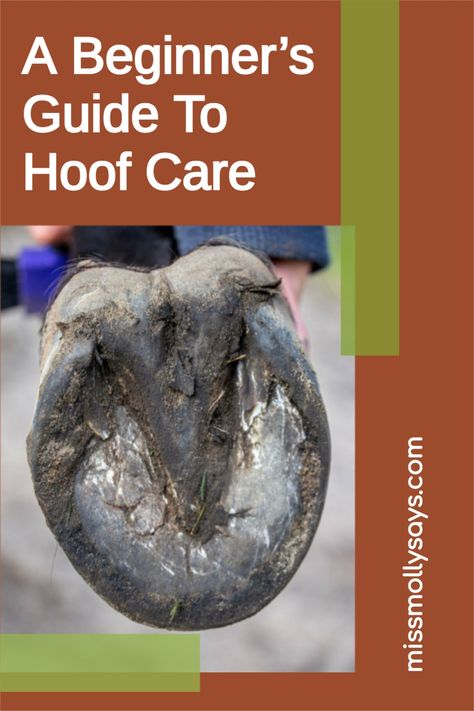 Abscess In Horse Hoof, Shoeing Horses, How To Take Care Of Horses, Hoof Trimming Horse, Hoof Care For Horses, Horse Hoof Care, How To Care For A Horse, How To Take Care Of A Horse, Horse Care For Beginners