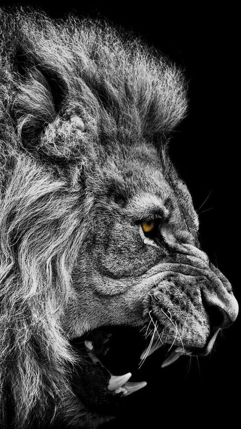 Lion Roar, Tattoo Lion, Black And White Lion, Pawprint Tattoo, Lion Tattoo Design, Lion Wallpaper, Lion Images, Lion Pictures, Lion Face