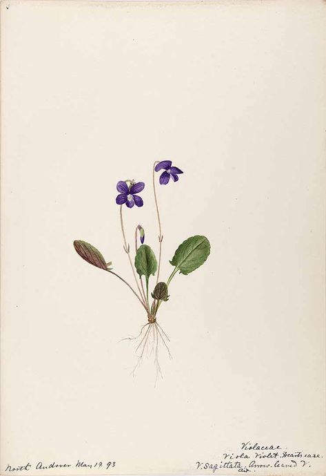 206269 Viola sagittata Aiton / Sharp, Helen, Water-color sketches of American plants, especially New England, (1888-1910) [Helen Sharp] Sketches Of Plants, Violet Flower Tattoos, Violet Tattoo, Flower Violet, Illustration Botanique, Vintage Botanical Prints, Water Colors, Violet Flower, Botanical Drawings