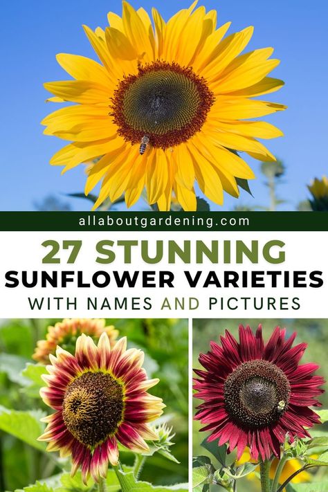 Different Sunflower Colors, Different Kinds Of Sunflowers, Varieties Of Sunflowers, Different Types Of Sunflowers, Sunflower Types, Sunflower Garden Ideas, Sunflower Varieties, Flower Planting Guide, Mammoth Sunflower