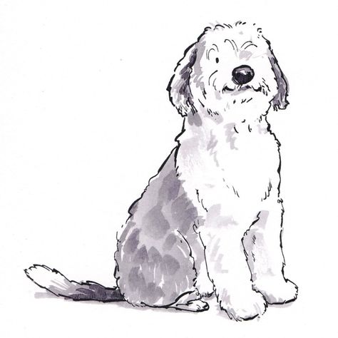 Weird Dog Drawing, Sheepadoodle Drawing, Bearded Collie Drawing, Scruffy Dog Drawing, Old Dog Drawing, Old English Sheepdog Drawing, Sheepdog Illustration, English Sheepdog Puppy, Polish Lowland Sheepdog