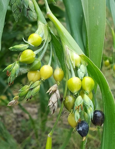 Grow your own craft Beads: Indian Corn Beads, Rosary Beads, Job’s Tears, Coix lacryma- jobi Jobs Tears Plant, Jobs Tears, Corn Bead, Spiritual Garden, Growing Corn, Job's Tears, Beads Rosary, Indian Corn, Vegetable Garden Planning