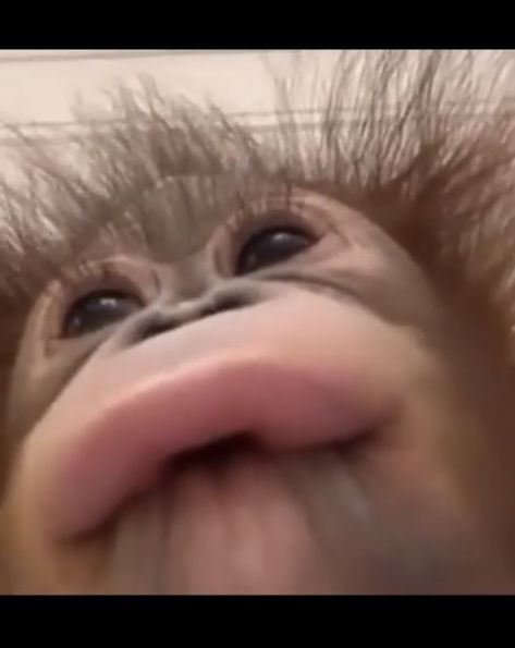 Monkey With Tounge Out, Funny Monkey Pictures, Cute Monkeys, Monkey Cute, Cute Monkey Pictures, Monkey Memes, Funny Looking Cats, Funny Monkey, Monkey Pictures