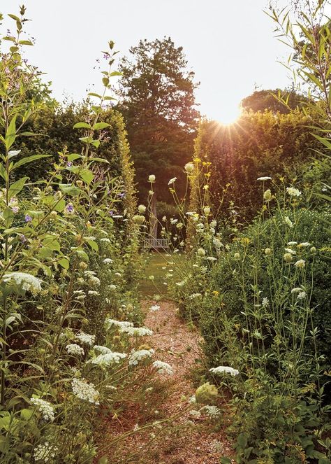 Hornbeam Hedge, Exquisite Gardens, Wild Garden, Landscape Designer, Have Inspiration, Wildflower Garden, The Secret Garden, Garden Path, Into The Wild