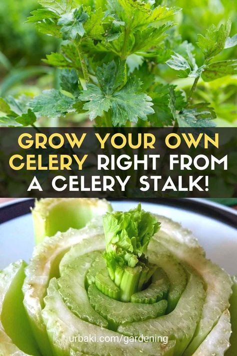 How To Grow Celery From Stalk Indoors, How To Plant Celery From Stalk, Celery Growing From Stalk, Planting Celery From Stalk, Grow Celery From Scraps, Celery Planting How To Grow, Growing Celery In Garden, How To Plant Celery, Growing Celery From Stalk