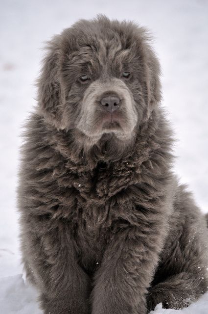 Platinum Newf Terra Nova, Newfoundland Dog, Rhodesian Ridgeback, Newfoundland, Baby Dogs, Beautiful Dogs, Big Dogs, 귀여운 동물, Rottweiler