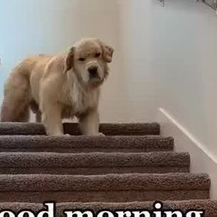 Golden Retrievers on Instagram: "Love his grumpy face 😂❤️ Credits - @Benny_and_remy . #goldenretrievers #goldenretriever" Cursed Golden Retriever, Golden Retriever Adventure, Goofy Golden Retrievers, Grumpy Golden Retriever, Grumpy Face, Running Golden Retriever, Pet Dogs, Golden Retriever, Love Him