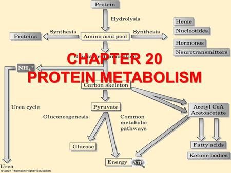 Protein Metabolism Biochemistry, Urea Cycle, Work Presentation, Citric Acid Cycle, Biochemistry Notes, Acetyl Coa, Form Of Energy, Clinical Chemistry, Protein Metabolism