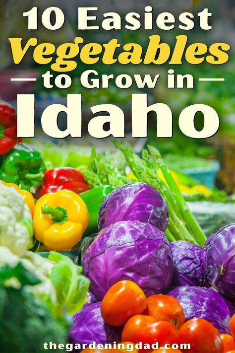 This beginner article will provide you with the 10 Easiest Vegtetables to Grow in Idaho. Gardeners in Idaho will love the vegetable ideas to grow in their garden. Perfect for ALL Gardeners! #idaho #garden #gardening Gardening In Boise Idaho, North Idaho Gardening, Idaho Gardening, Idaho Homestead, When To Plant Garden, Idaho Garden, Easiest Vegetables To Grow, Growing Rice, Best Vegetables To Grow