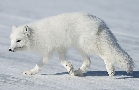 arctic fox (Vulpes lagopus) Fox Breeds, Fox Pups, Fox White, Albino Animals, Fox Pictures, Cut Animals, Fox Painting, Pet Fox, Arctic Animals