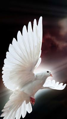 Happy APPS: Dove Live Wallpaper Holy Spirit Images, Dove Flying, Dove Images, Dove Pictures, Spiritual Images, White Dove, Bird Wallpaper, Photo Background Images, White Doves