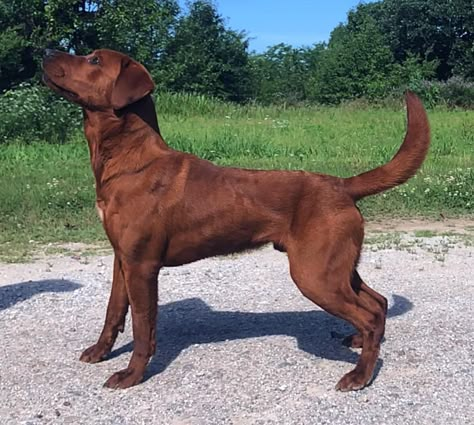 Fit Labrador, Working Dog Breeds, Animal Reference Photos, Dog Oc, Dog Reference, Fox Red Labrador, Red Labrador, Fit Dogs, Dog Standing