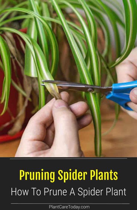 Spider Plant Pruning: How To Prune Chlorophytum Plants Multiplier Des Plantes Grasses, Spider Plant Care, Household Plants, Plant Care Houseplant, Spider Plant, Inside Plants, Growing Plants Indoors, Front Yard Landscaping Simple, House Plant Care