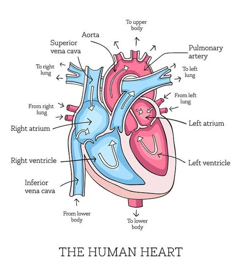 Understanding Your Heart and How it Functions | Cardiology Human Heart Anatomy, Heart Diagram, Nursing School Motivation, Basic Anatomy And Physiology, Nurse Study Notes, The Human Heart, Nursing Student Tips, Biology Facts, Medical Student Study