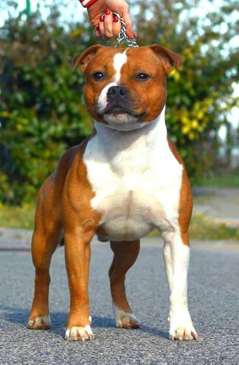 Staff Bull Terrier, American Stafford, Staffy Dog, Staffordshire Terriers, Bully Breeds Dogs, Australian Shepherd Puppies, Dogs Breeds, American Pitbull, Dog Camping