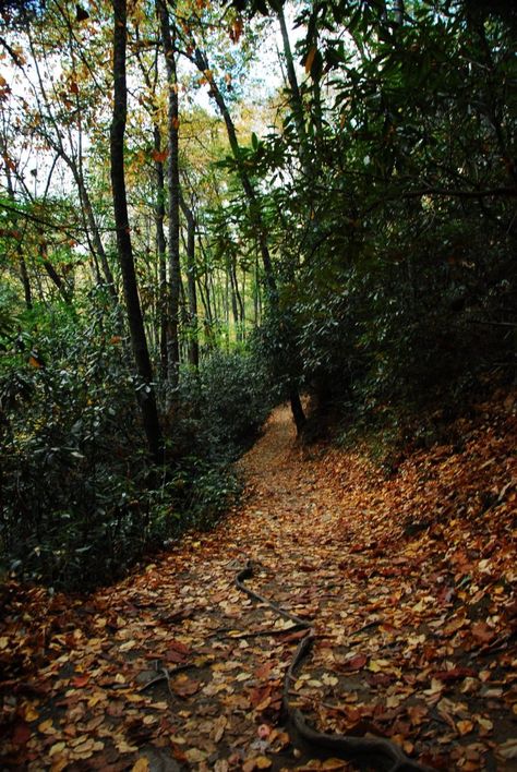 Asheville, NC: Hawksbill Mountain. Challenge the family with a 1.5-mile roundtrip that climbs nearly 1,000 feet to a craggy summit and far-reaching views of Linville Gorge and Pisgah National Forest. West Coast Trail, Pisgah National Forest, Utah Hikes, Forest Adventure, Mountain Laurel, Colorado Hiking, Ice Climbing, North Cascades, Famous Last Words