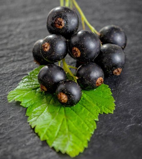 Black Currant Plant, Black Currant Recipes, Currant Recipes, Black Berries, Fruit Packaging, Hair Thinning, Black Food, Fruit Photography, Beautiful Fruits