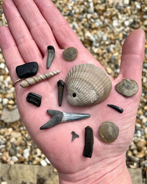 Sam * fossil hunter * Thames mudlark on Instagram: "A happy handful from this morning’s @ukafh fossil hunt with @palaeochris at Bracklesham Bay. Pictured are a whopper shark tooth, ray plates…" Cool Fossils, Marine Aesthetic, Mudlarking Thames, Fantasy Book Ideas, Grimoire Ideas, Worldbuilding Inspiration, Fossil Hunting, Art Foundation, Vulture Culture