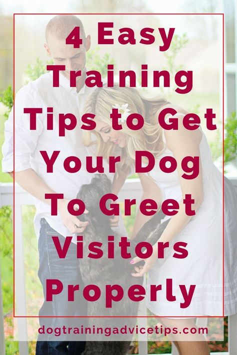 Getting your dog to greet visitors properly is a good way to show how well-behaved your dog is. We provide 4 Easy Training Tips to help you do just that. #dogtraining #dogtips #dogtrainingtips #dogtrainingadvice #doglove #dog Dog Knowledge, Duke Silver, Dogs Barking, Dog Commands, Easiest Dogs To Train, Pet Tips, Dog Fun, Basic Dog Training, Cesar Millan