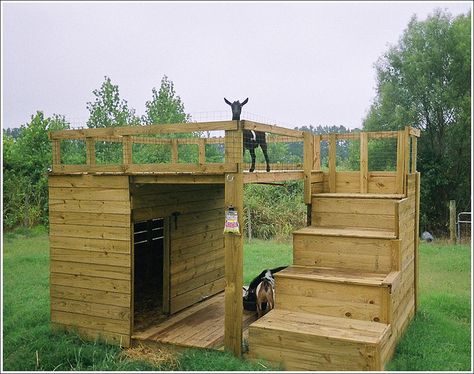 This is way better than the deck my hubby built for Aiden and Rory. Lets see if he can make this!! Goat Playground, Goat Shelter, Goat Pen, Goat House, Goat Care, Goat Barn, Raising Goats, Pygmy Goat, Dairy Goats