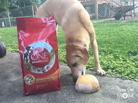 Purina One Frozen Dog Food Treat will cool off your pup! Try the Purina One 28 Day Challenge! #ad Purina One, 28 Day Challenge, Frozen Dog, Day Challenge, Chicken Rice, 28 Days, Sippy Cup, First Baby, Having A Baby