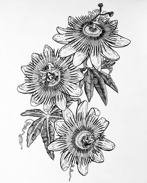 Passiflora Caerulea 🌸 #drawing #draw #passiflora #passifloracaerulea #flowers #tattoo #flowertattoo #passiflore #passifloratattoo… Passionfruit Flower Drawing, Passion Fruit Flower Drawing, Passionfruit Flower Tattoo, Passion Fruit Flower Tattoo, Passionfruit Tattoo, Passion Fruit Tattoo, Passion Flower Drawing, Passion Flower Tattoo, Purple Passion Flower