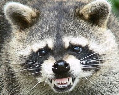 angry raccoon Woodland Hills, Incredible Creatures, Trash Panda, Diana Gabaldon, Animal Control, Racoon, Wildlife Animals, Woodland Creatures, Outlander