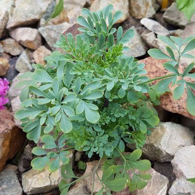 How To Harvest Rue Plants: Tips On Using Rue Herbs In The Garden People have been harvesting rue herbs for centuries to treat a myriad of ailments. They were also using rue herbs from the garden in marinades and sauces, and for use as a green dye. Click here to find out when to use rue and how to harvest rue plants. Swamp Sunflower, Rue Herb, Plants That Repel Flies, Sunflower Plant, When To Plant Vegetables, Types Of Christmas Trees, Large Trees, Vegetable Garden Tips, Planting Guide