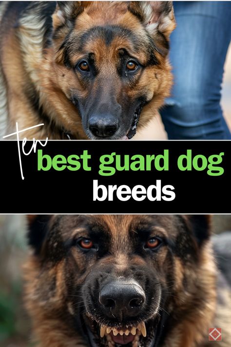 Discover the top dog breeds that make the best guard dogs, known for their loyalty and protective instincts. Learn what makes these dogs excellent guardians for your home and family. Save this pin for guidance on selecting and caring for the ideal guard dog! Protective Family Dogs, Guard Dogs Breeds, Guard Dog, Protective Dog Breeds, Best Guard Dog Breeds, Guard Dog Breeds, Protective Dogs, Top Dog Breeds, Best Guard Dogs