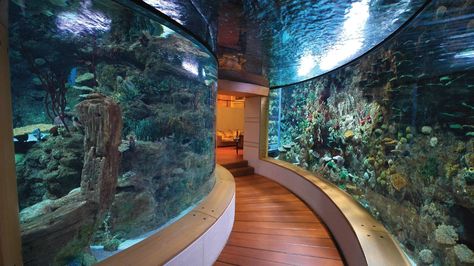 10 homes so lavish they have actual shark tanks inside them Amazing Aquariums, Cool Fish Tanks, Aquarium Terrarium, Nature Aquarium, Salt Water Fish, Home Aquarium, Cool Fish, Saltwater Tank, Aquarium Design