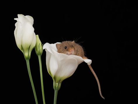 There Are Little Tiny Harvest Mice That Sleep Inside Flowers Interesting Animal Facts, Miniature Yarn, Inside Flowers, Dog Sneezing, Animal Facts Interesting, Harvest Mice, Interesting Animal, Magellanic Penguin, Relief Prints