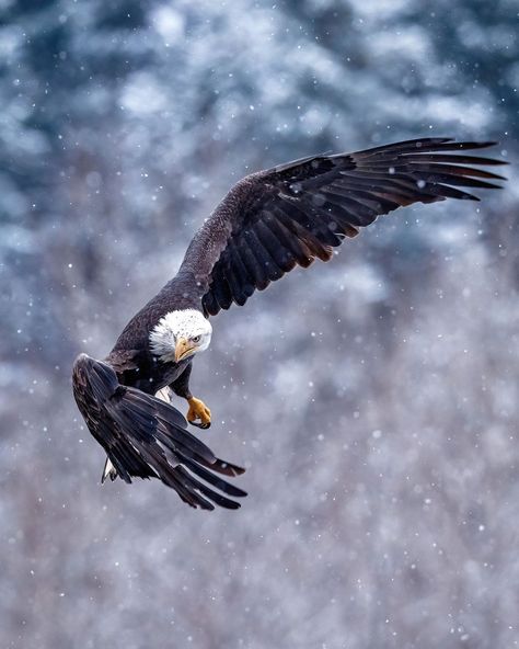 Aesthetic Eagle, Bald Eagle Photography, Football Eagles, Haliaeetus Leucocephalus, Drawing Bird, Tattoo Bird, Prey Animals, Eagle Drawing, Eagle Images