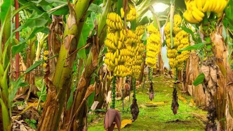 Banana Tree: How to Plant, Grow and Care for Banana Tree Plant Mimosa Tree, Banana Plants, Banana Tree, Plant Diseases, Tree Care, Tropical Fruit, Companion Planting, Trees To Plant, Perennials