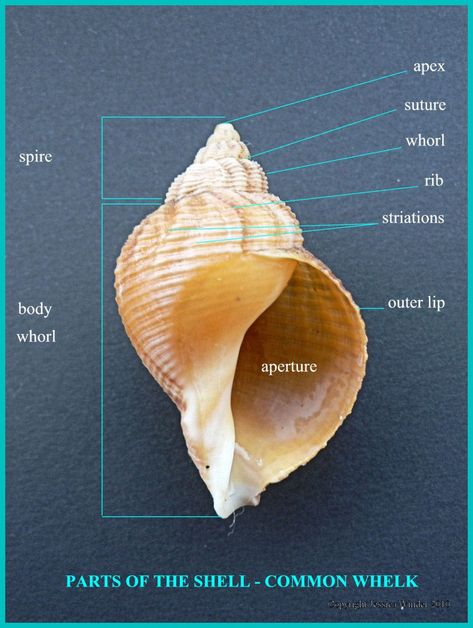 Parts of the shell – Common Whelk Pictures Of Sea, London Zoo, She Sells Seashells, Landscape Architecture Design, Natural History, Marine Life, Biology, Sea Shells, Anatomy