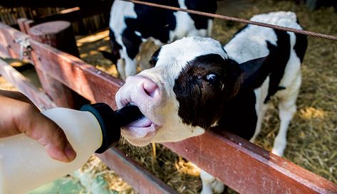 Raising bottle calves is a rewarding experience. Here's the information you need including supplies, the feeding process and illness prevention. Country Aethstetic, Farm Business Plan, White Cows, Dream Farm, Animal Experiences, Farm Business, Fluffy Cows, Cow Pictures