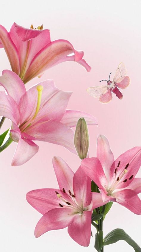 soft pink lillies wallpaper Wildflower Wallpaper Aesthetic, Pink Backgrounds For Laptop, Lillie Wallpaper, Lilly Flowers Wallpaper, Lilies Wallpaper Iphone, Lilly Wallpaper, Lily Aesthetic Wallpaper, Lillies Aesthetic Wallpaper, Lilys Wallpapers