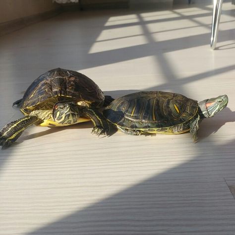 Yellow Bellied Slider, Slider Turtle, Red Eared Slider, Baby Sea Turtles, Pet Turtle, Turtle Love, Pets 3, Cute Turtles, Baby Turtles