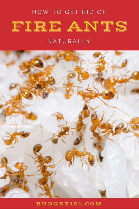 Kill Fire Ants Naturally using their own instincts against them- Budget101.com Natural Fire Ant Killer For Yard, Natural Fire Ant Killer, Kill Fire Ants In Yard, How To Get Rid Of Fire Ants In The Yard, Fire Ants How To Get Rid Of, Kill Fire Ants, Pruning Basil, Wasp Repellent, Slugs In Garden