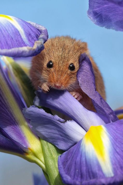 Foto Niki, Sheep Pictures, Harvest Mice, Field Mice, Harvest Mouse, Mouse Photos, Field Mouse, Pet Mice, Pretty Animals