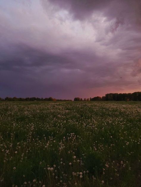 Field Asthetic Picture, Sunset Feild Pic, Dandelion Field Aesthetic, Dark Flower Field, A Field Of Dandelions, Field At Night, Field Of Dandelions, Pre Debut Photoshoot, Dandelion Field